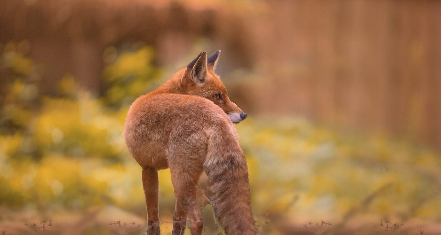 Controllo della fauna selvatica